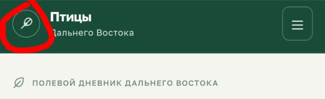 Саванная овсянка